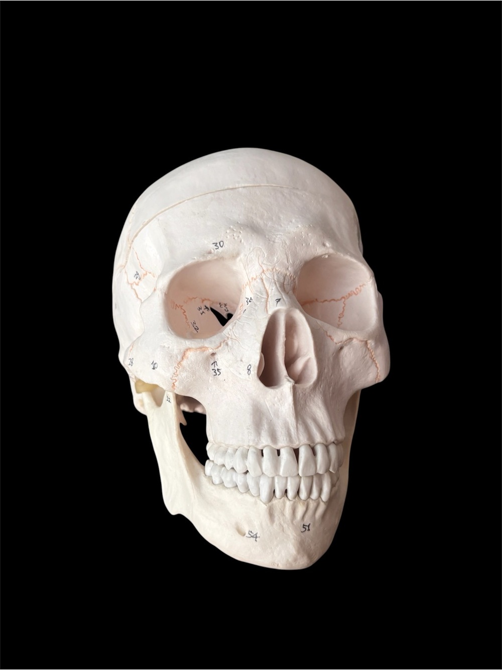 Educational Human Skull Replica Numbered Teaching Model